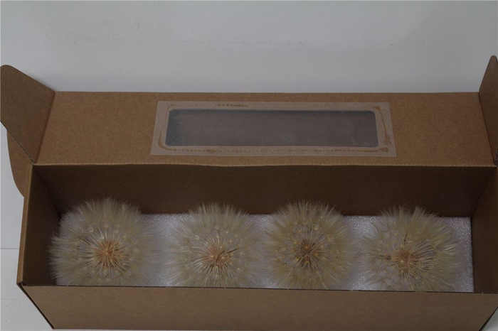 <h4>Dandelion Bleached</h4>