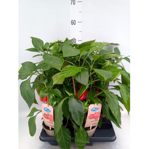 Capsicum annuum   ...paprika