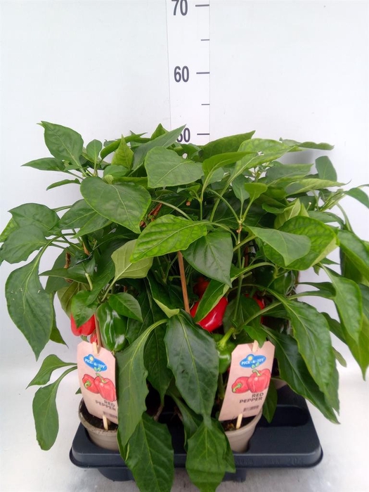 <h4>Capsicum annuum   ...paprika</h4>