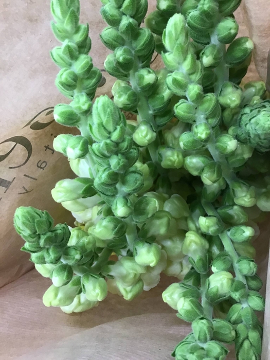 Antir Potomac Yellow