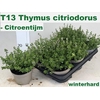 arr8 Thym Citriodorus