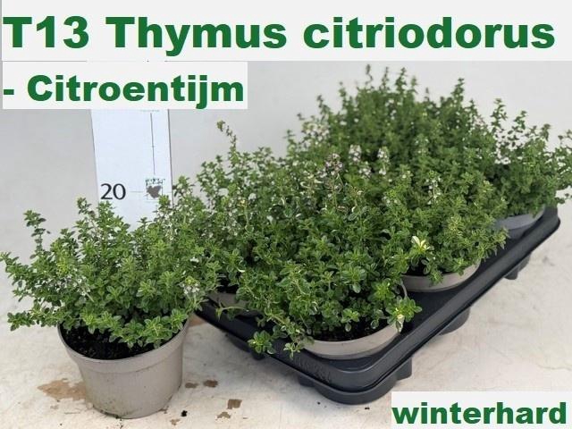 arr8 Thym Citriodorus