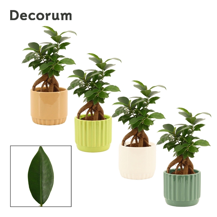 <h4>Ficus Ginseng 9 cm Retusa in Liam (Natural bubble-collection)</h4>