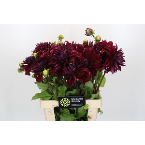 Dahlia Bohemian Spartacus