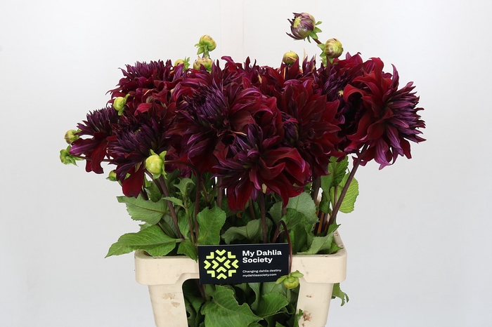 <h4>Dahlia Bohemian Spartacus</h4>