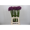 Allium Gladiator