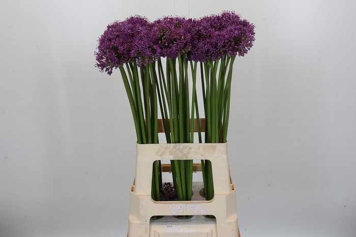<h4>Allium Gladiator</h4>