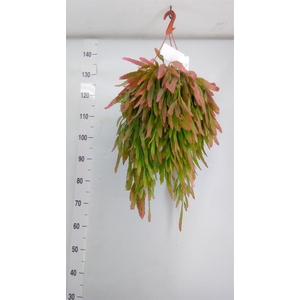 Pseudorhipsalis ramulosa