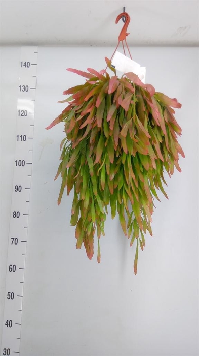 <h4>Pseudorhipsalis ramulosa</h4>