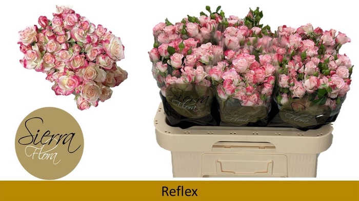 <h4>R Tr Reflex</h4>