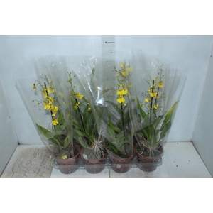ONCIDIUM ALOHA P15