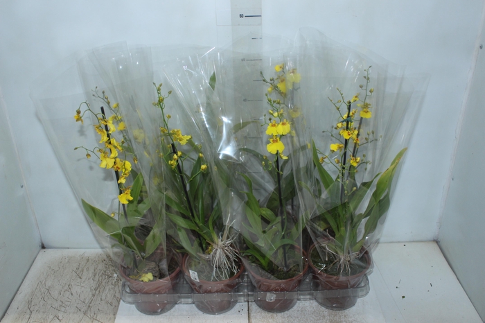 <h4>ONCIDIUM ALOHA P15</h4>