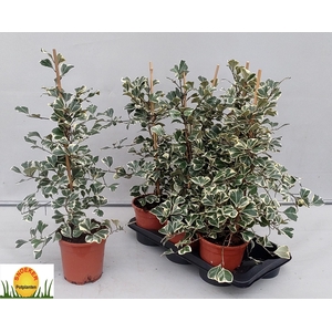 FIC NATAL SWEETHEART