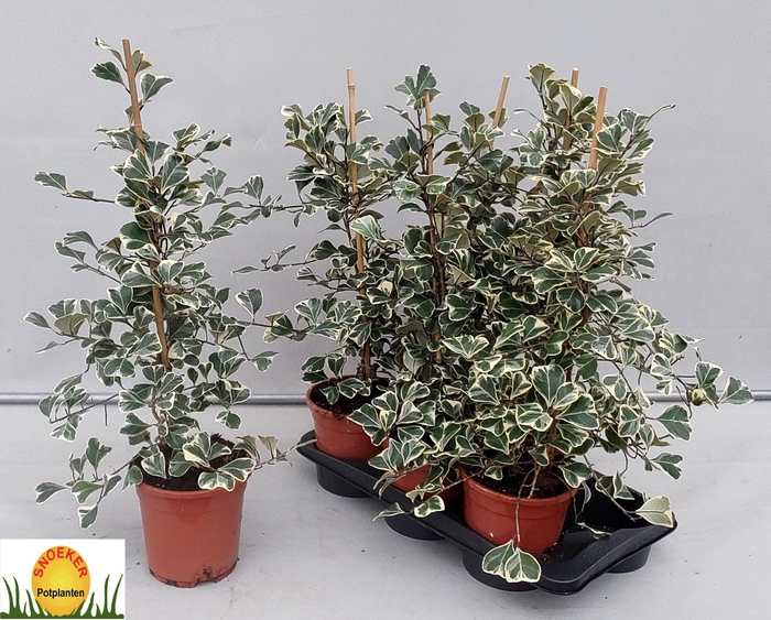 <h4>FIC NATAL SWEETHEART</h4>