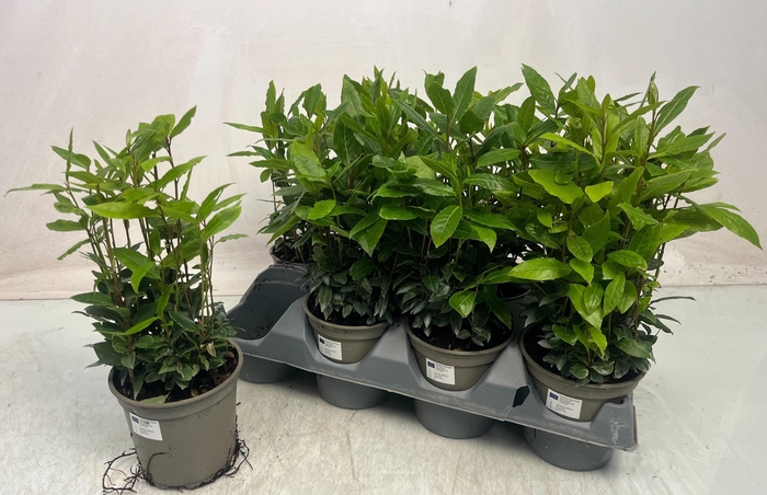 <h4>LAU NOBILIS</h4>