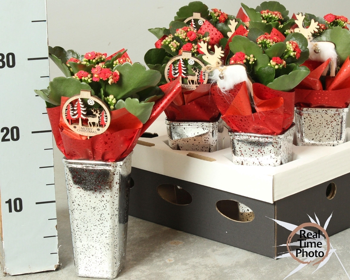 <h4>Arr Kamerpl</h4>