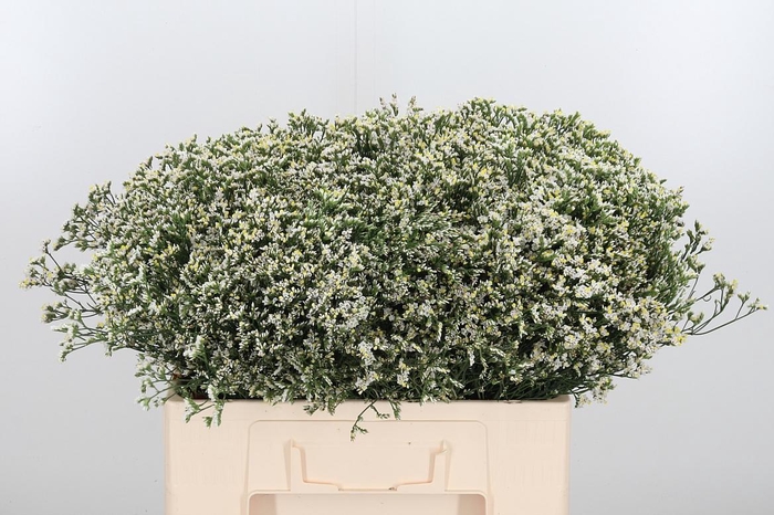 <h4>Lim Sin China White</h4>