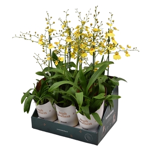 Oncidium Münsterland Stern 1 tak 12 cm in Bush Brothers showdoos met potcover