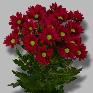 Chrys sp ruby star