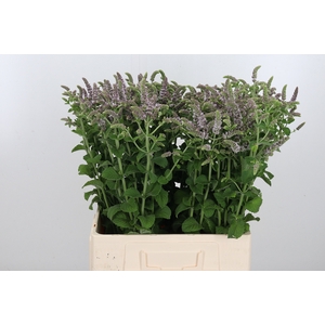 Mentha Jocka