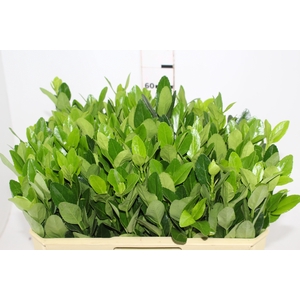 FOLHAGEM IVONE VERDE