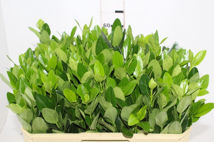 <h4>FOLHAGEM IVONE VERDE</h4>