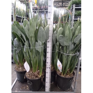 Strelitzia reg.