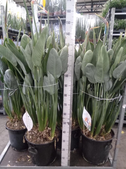 <h4>Strelitzia reg.</h4>