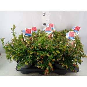 Vaccinium vitis-idaea 'Fireballs'