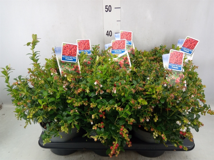 <h4>Vaccinium vitis-idaea 'Fireballs'</h4>