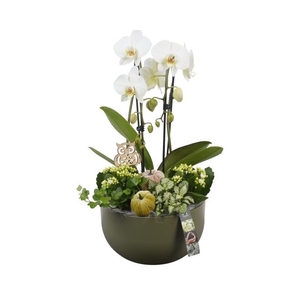 PTHI5552 Arrangement Herfst Indoor in keramiek schaal