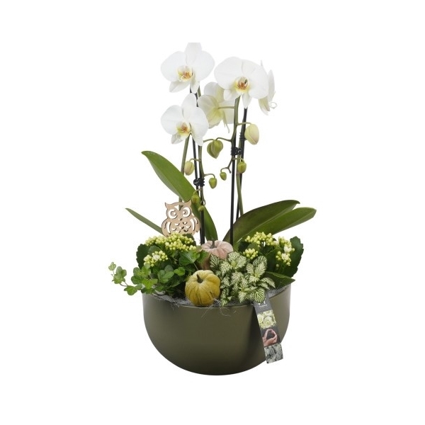 <h4>PTHI5552 Arrangement Herfst Indoor in keramiek schaal</h4>