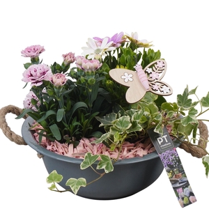 Arr.   Perkplanten L%