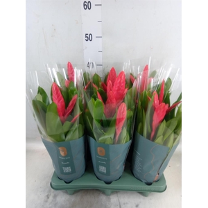 Vriesea  'Intenso Pink'