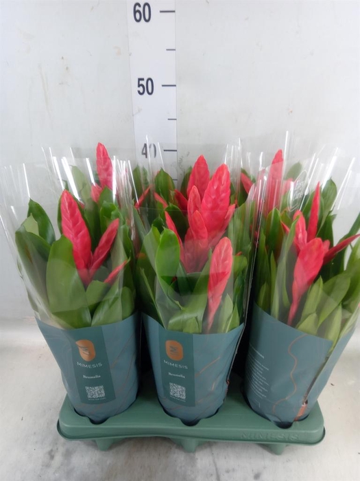 <h4>Vriesea  'Intenso Pink'</h4>