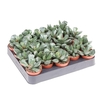 Adromischus cooperii