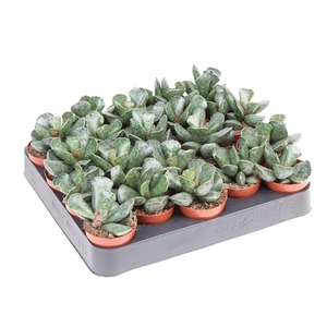 Adromischus cooperii