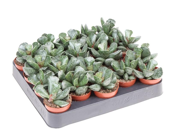 <h4>Adromischus cooperii</h4>