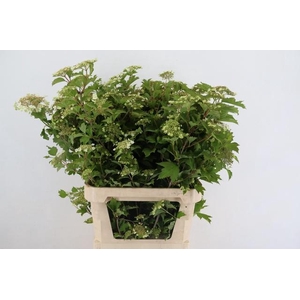 VIBURNUM OPULUS BLOEIEND