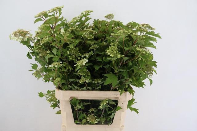 <h4>VIBURNUM OPULUS BLOEIEND</h4>