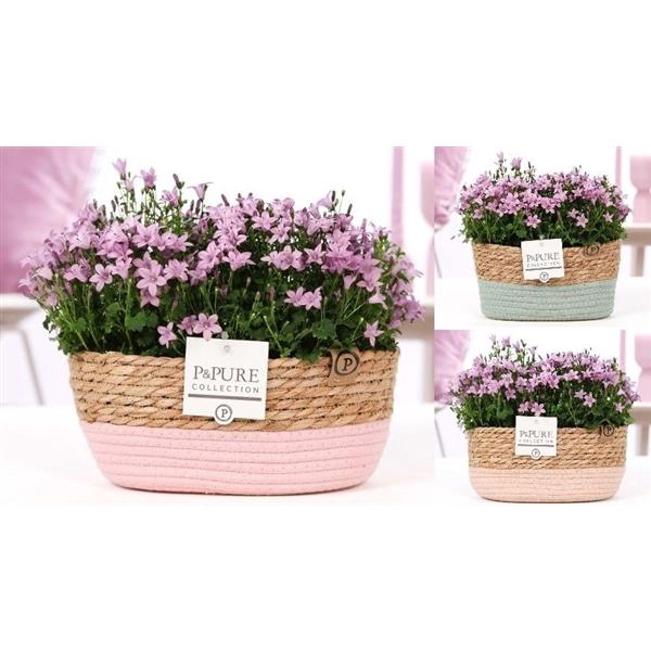 <h4>Campanula Porto Pink Pure Field Basket</h4>