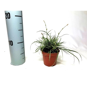 Carex conica 'Snowline' p8
