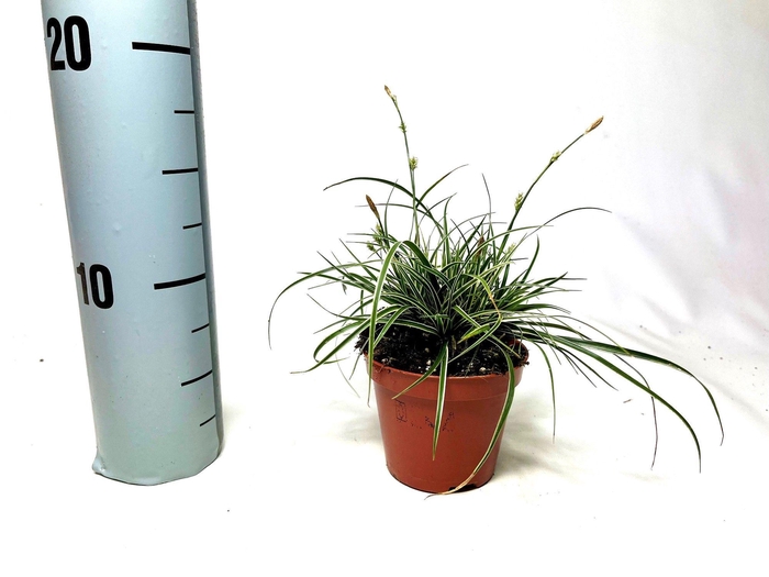 <h4>Carex conica 'Snowline' p8</h4>