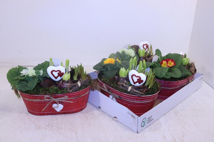 <h4>ARR TUINPLANTEN</h4>