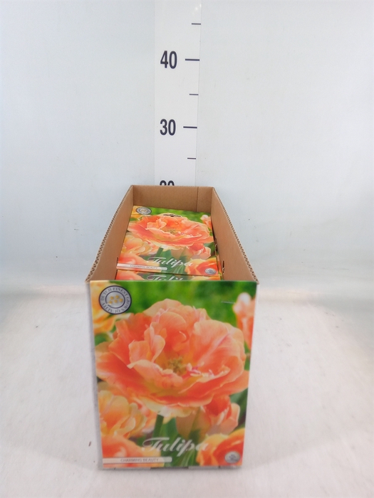 <h4>Tulipa   ...flowerbulbs</h4>