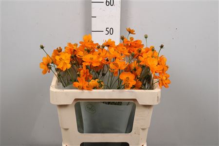 <h4>Cosmos Bipinnatus Orange</h4>