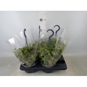 Dischidia pectenoides