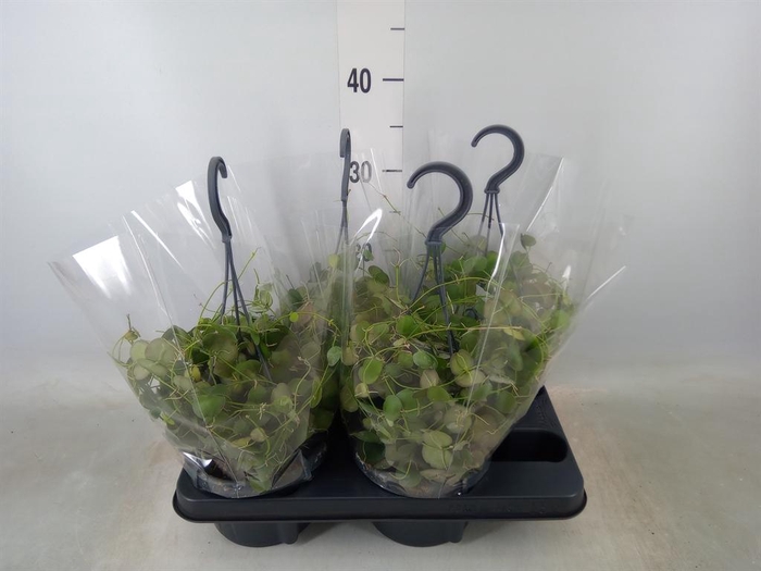 <h4>Dischidia pectenoides</h4>