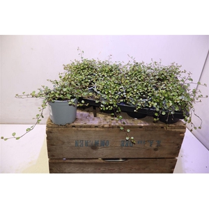 Muehlenbeck Co Maori