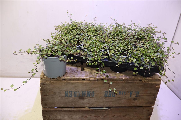 <h4>Muehlenbeck Co Maori</h4>